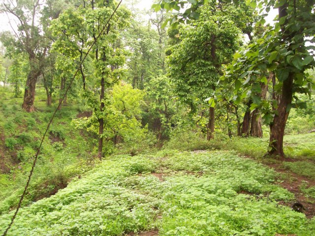 Chikhaldara