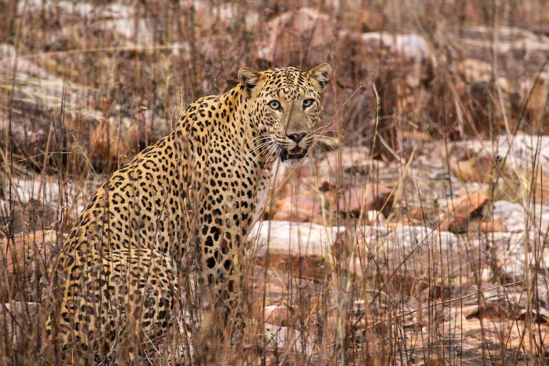 Tadoba National park