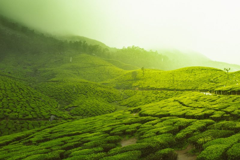 Misty Munnar